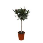 Nerium Oleander en tronco con flor roja - 90cm - Ø22