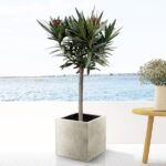 Nerium Oleander en tronco con flor roja - 90cm - Ø22 - Imagen 3