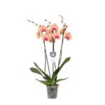 Phalaenopsis Carribean Dream - 3 ramas - 60 cm - Ø12cm