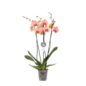 Phalaenopsis Carribean Dream - 3 ramas - 60 cm - Ø12cm
