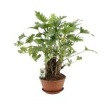 Philodendron Xanadu En Tronco - Ø22cm - ↕50cm