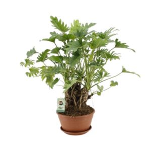 Philodendron Xanadu En Tronco - Ø22cm - ↕50cm