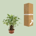Philodendron Xanadu En Tronco - Ø22cm - ↕50cm - Imagen 3
