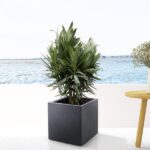 Nerium Oleander arbusto con flor roja - 90cm- Ø22