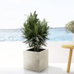 Nerium Oleander arbusto con flor roja - 110cm- Ø22 - Imagen 2