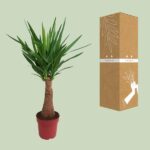 Yucca "Maya Tree" 40tronco P21 - Ø21cm - ↕100cm - Imagen 3