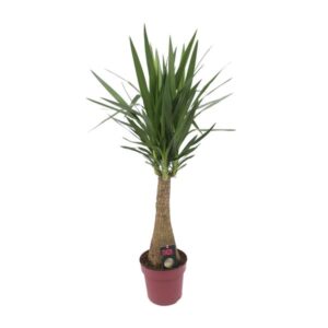Yucca "Maya Tree" 60tronco P27 - Ø27cm - ↕110cm