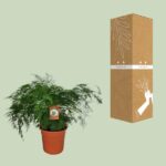 Asparagus Setaceus - Ø27cm - ↕70cm - Imagen 3