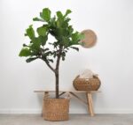 Ficus Lyrata árbol - 180cm - ⌀30 - Imagen 2