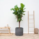 Ficus Lyrata árbol - 180cm - ⌀30 - Imagen 4