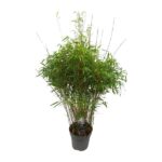 Fargesia 'rufa' - Bambú no invasivo - Ø27cm - ↕90cm