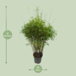 Fargesia 'rufa' - Bambú no invasivo - Ø27cm - ↕90cm - Imagen 2