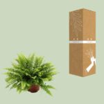 Nephrolepis Boston Green Moment - Ø12cm - ↕20cm - Imagen 3