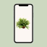 Nephrolepis Boston Green Moment - Ø12cm - ↕20cm - Imagen 4