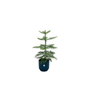 Oferta combinada - Araucaria (pino de interior) incluyendo elho Vibes Fold Round azul Ø18 - 60 cm