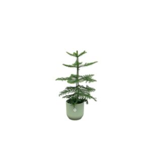 Oferta combinada - Araucaria (pino de interior) incluyendo elho Vibes Fold Round verde Ø18 - 60 cm