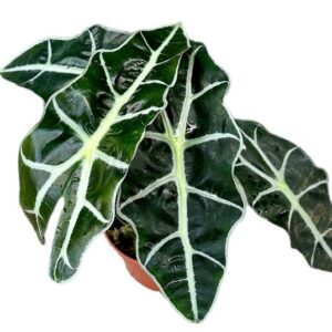Alocasia Polly - Ø10 -5cm - ↕20cm