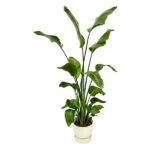 Strelitzia Nicolai incluyendo elho Greenville Round blanco - 180 cm - Ø30
