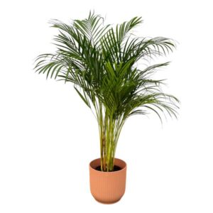 Palma Areca - ↨130cm - Ø24cm incluyendo elho Vibes Fold Round rosa D30xH27