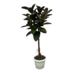 Ficus Elastica Robusta tronco - 140 cm - Ø32cm