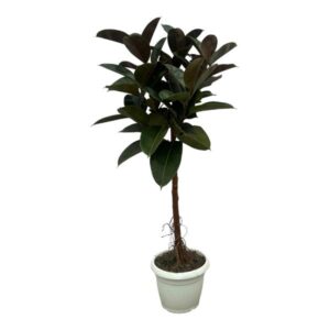 Ficus Elastica Robusta tronco - 140 cm - Ø32cm