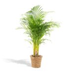Areca con cesta - ↨130cm - Ø24cm