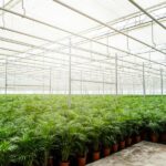 Areca con cesta - ↨130cm - Ø24cm - Imagen 7