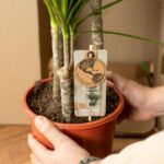 Dracaena Marginata - Ø17cm - ↕90cm - Imagen 4