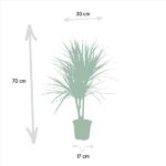 Dracaena Marginata - Ø17cm - ↕90cm - Imagen 5