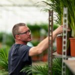 Dracaena Marginata - Ø17cm - ↕90cm - Imagen 7