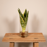 Sanseviera en vidrio cilíndrico - Ø12cm - ↕30cm - Imagen 2