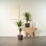 2x Dracaena - ↨90cm - Ø17cm - Imagen 2