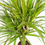 2x Dracaena - ↨90cm - Ø17cm - Imagen 3