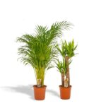 Areca - ↨130cm - Ø24cm + Yuca - ↨100cm - Ø21cm