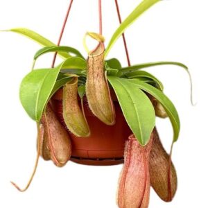 Nepenthes Monkey Jars Linda - Ø14cm - ↕30cm