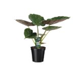 Alocasia Wentii - Oreja de Elefante - 70cm - Ø19