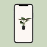 Alocasia Wentii - Oreja de Elefante - 70cm - Ø19 - Imagen 4