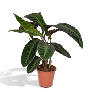 Calathea Warscewiczii - Planta Pavo Real - 70cm - Ø19