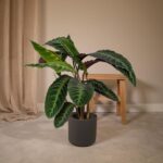 Calathea Warscewiczii - Planta Pavo Real - 70cm - Ø19 - Imagen 2