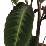 Calathea Warscewiczii - Planta Pavo Real - 70cm - Ø19 - Imagen 3