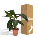 Calathea Warscewiczii - Planta Pavo Real - 70cm - Ø19 - Imagen 5