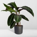 Calathea Warscewiczii - Planta Pavo Real - 70cm - Ø19 - Imagen 8
