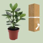 Clusia Rosea Princess - Ø12cm - ↕15cm - Imagen 3
