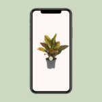 Codiaeum Variegatum Petra Ø17cm - ↕45cm - Imagen 4