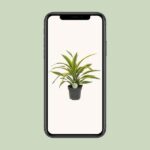 Dracaena Fragrans Lemon Lime Ø17cm - ↕40cm - Imagen 4