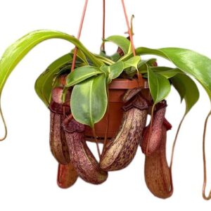 Nepenthes Monkey Jars Rob - Ø14cm - ↕47cm