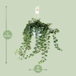 Hedera Helix Wonder - Ø17 - ↨70cm - Imagen 2