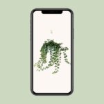 Hedera Helix Wonder - Ø17 - ↨70cm - Imagen 4