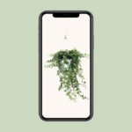 Hedera Helix Wonder - Ø24 - ↨70cm - Imagen 4