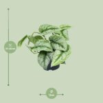 Scindapsus Pictus Trebie - Ø12cm - ↕15cm - Imagen 2